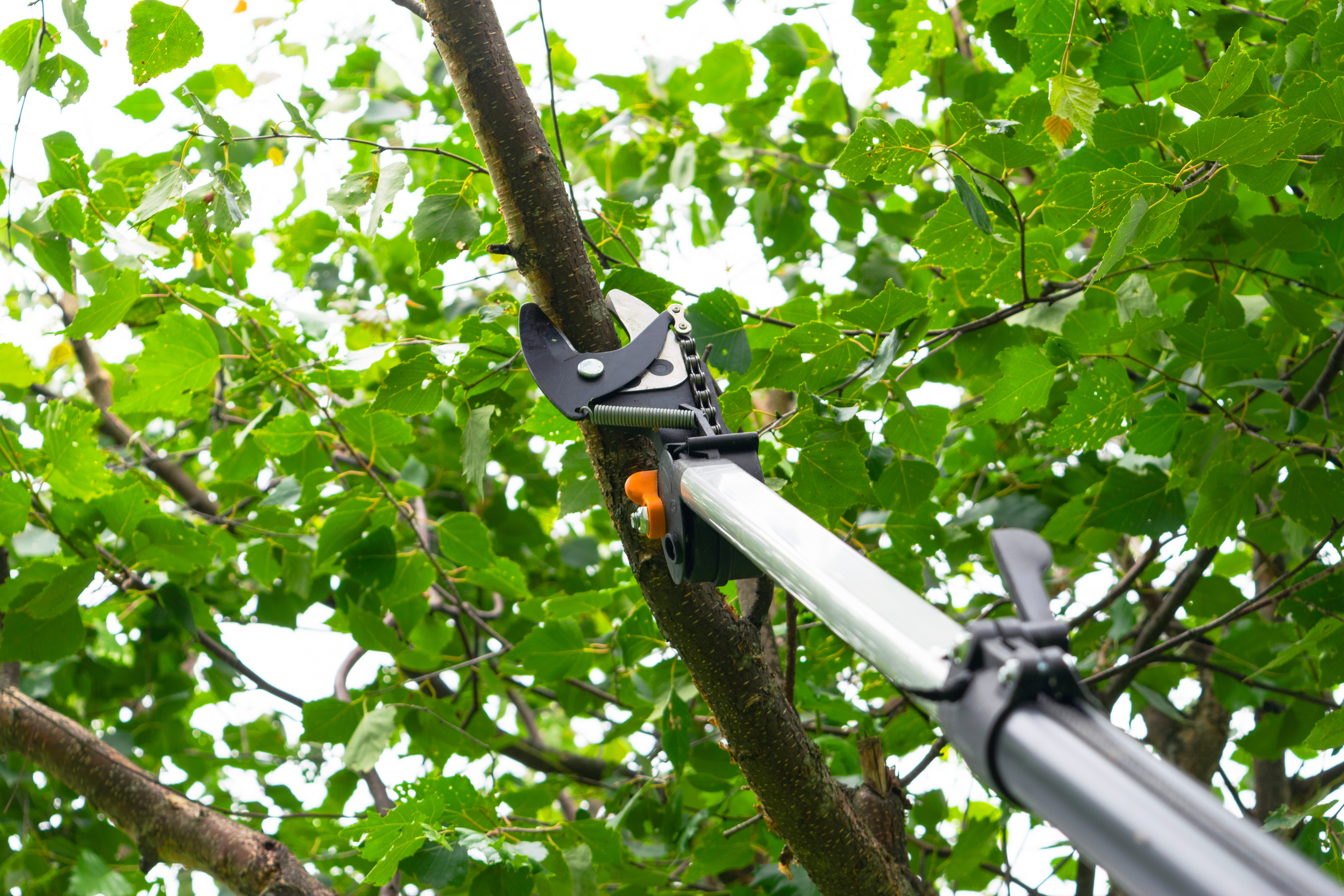pruninglimb